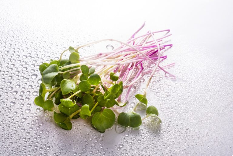 Photo Microgreens